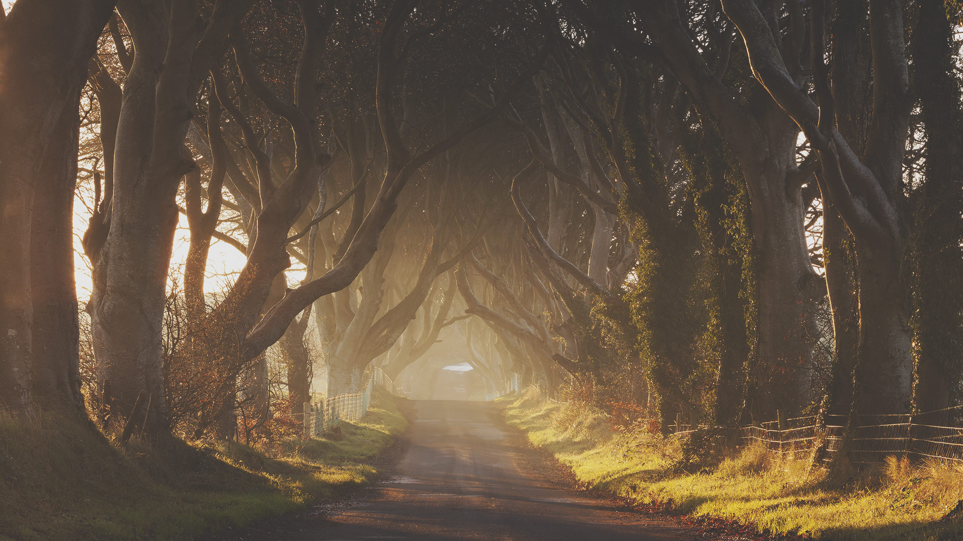Загадочный парк. Аллея дарк Хеджес. Лес Dark Hedges. Темная аллея Северная Ирландия. Дорога в лесу.